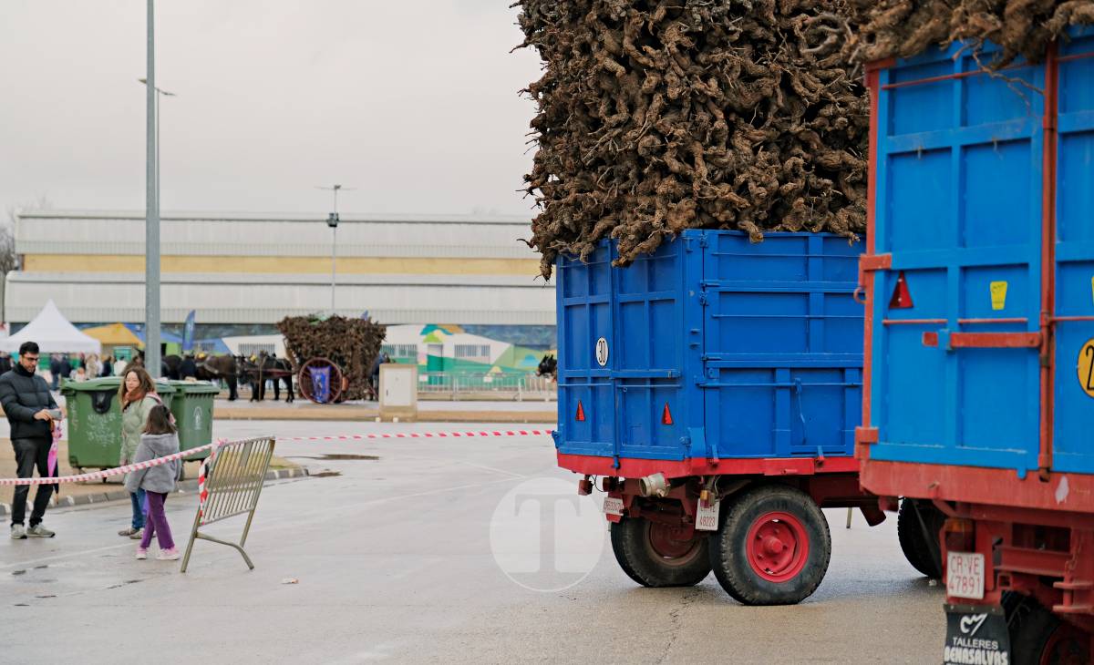 Tomelloso celebra la mañana de San Antón entre frío y lluvia
