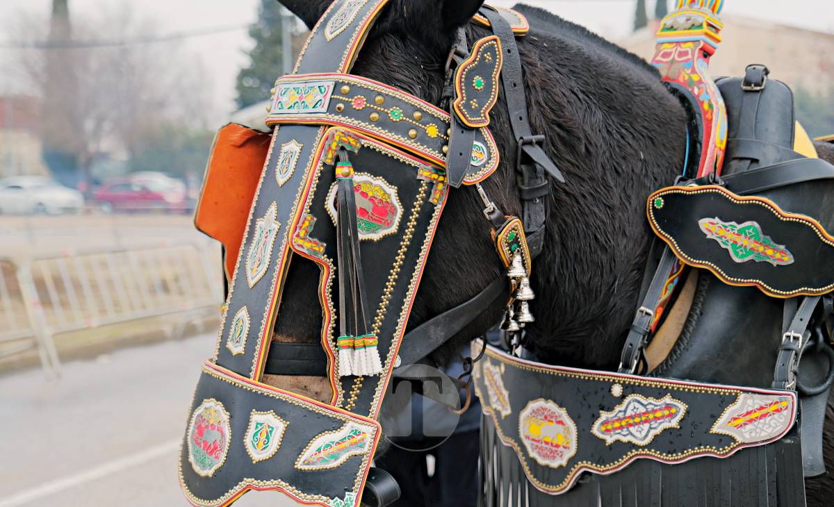 Tomelloso celebra la mañana de San Antón entre frío y lluvia