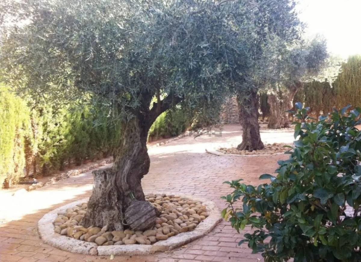 A la venta un chalet de lujo en Tomelloso por 2 millones de euros: piscina, chimenea y una parcela de 17.000 m2