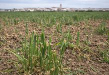 Argamasilla de Alba reclama la declaración de plaga de conejos y medidas urgentes para frenar los daños en el campo
