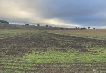Asaja advierte del colapso del campo en el Campo de Montiel por el descontrol del jabalí y exige actuaciones urgentes