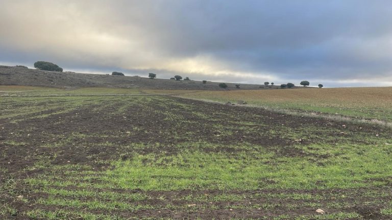 Asaja advierte del colapso del campo en el Campo de Montiel por el descontrol del jabalí y exige actuaciones urgentes