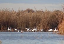 Las Tablas de Daimiel, refugio invernal inédito para espátulas y avutardas