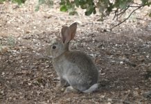Declarada la emergencia cinegética temporal por daños de conejo en 364 municipios de C-LM