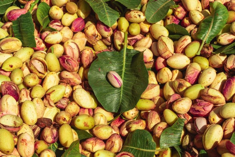 El pistacho de Castilla-La Mancha bate récord con 11.000 toneladas en 2025