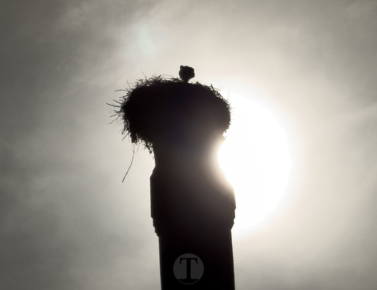 Vuelven las ilustres visitantes