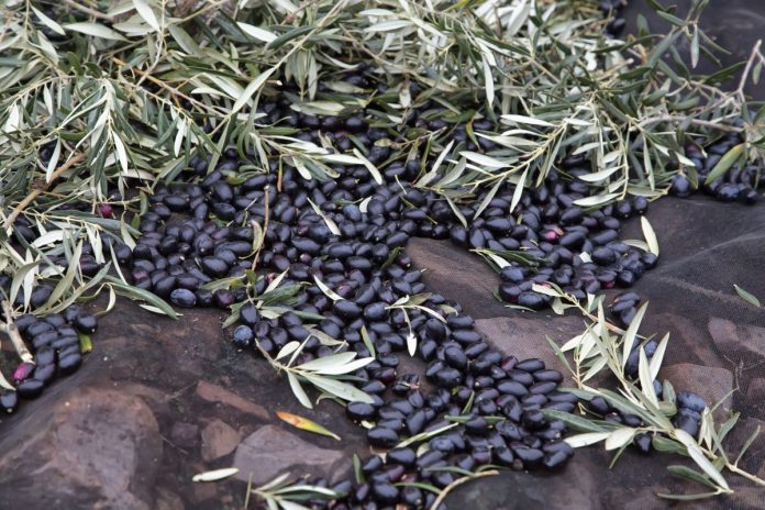 danos-en-aceitunas-2026-02-09_15-46