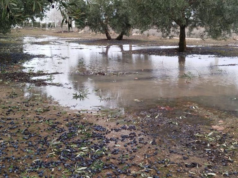 Asaja advierte de graves pérdidas en el olivar de Ciudad Real tras el paso de la borrasca ‘Kristin’