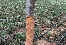 Asaja expresa su malestar con la Junta por el control del conejo y avisa de posibles acciones judiciales