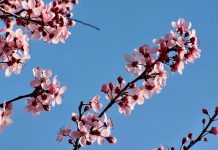 Febrero se despide con ambiente primaveral: máximas de hasta 25 ºC, calima y lluvias acotadas al norte