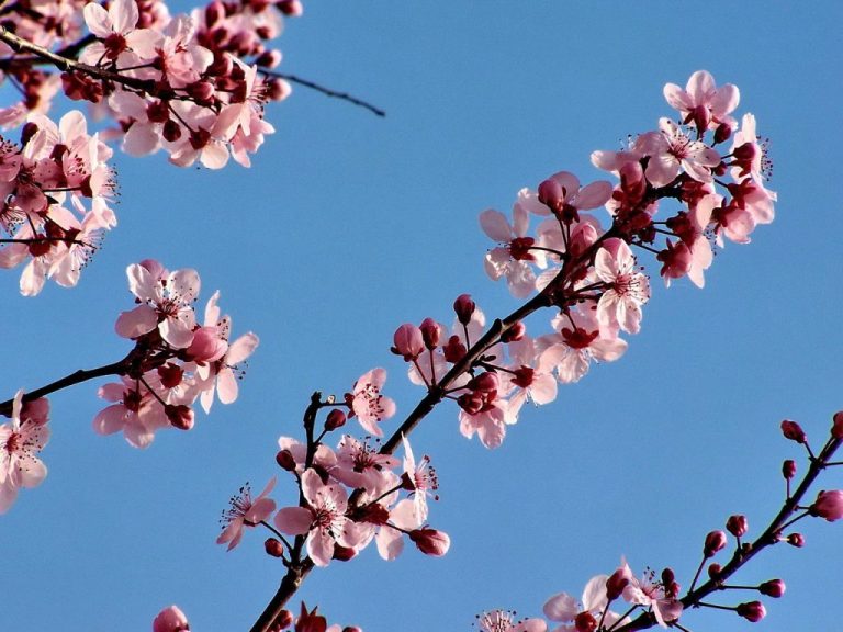 Febrero se despide con ambiente primaveral: máximas de hasta 25 ºC, calima y lluvias acotadas al norte