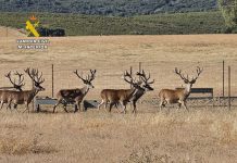 Investigados dos hombres por abatir ciervos de alto valor en una finca cinegética de Ciudad Real