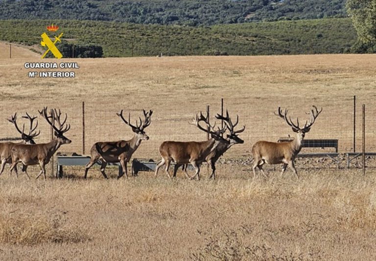Investigados dos hombres por abatir ciervos de alto valor en una finca cinegética de Ciudad Real