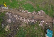 Investigada una finca de Ciudad Real por sobrepasar ampliamente los límites de caza permitidos