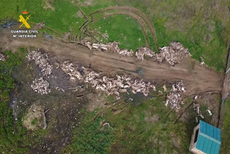 Investigada una finca de Ciudad Real por sobrepasar ampliamente los límites de caza permitidos