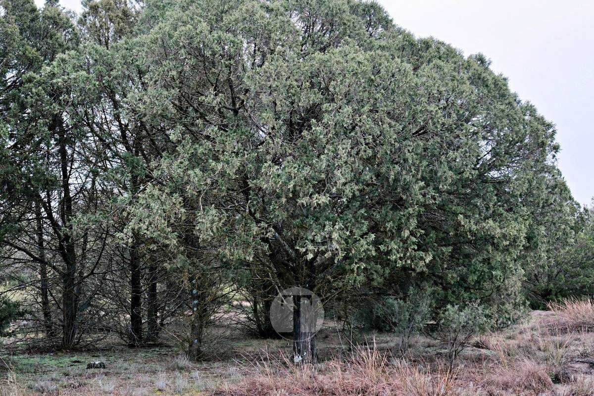 Las Lagunas de Ruidera se llenan a una velocidad histórica