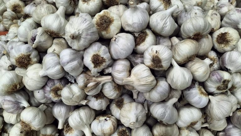 El sector del ajo morado denuncia la caída de productividad y reclama medidas urgentes