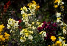 Atención alérgicos: viene una primavera de moderada a intensa en los niveles de gramíneas en C-LM