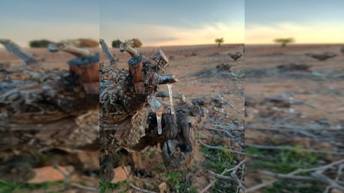 heladas-en-vinedos-2026-03-30_16-33