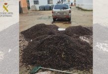 Unas 30 personas implicadas en una red de robo de aceituna en Ciudad Real