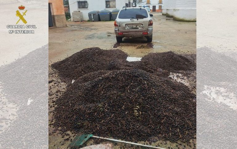 Unas 30 personas implicadas en una red de robo de aceituna en Ciudad Real