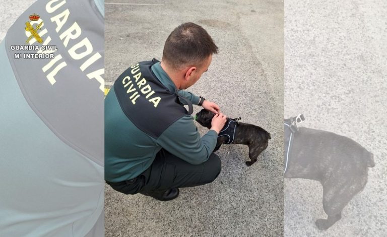 Tres investigados en Ciudad Real por la venta ilegal de cachorros y falsificación de documentos