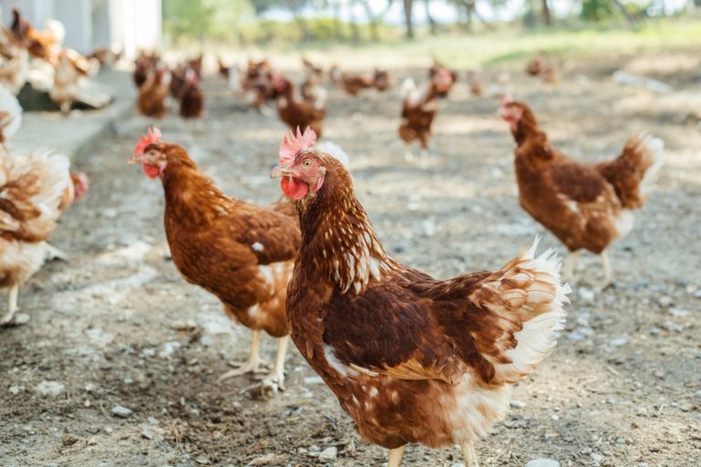 El Gobierno levanta el confinamiento general de aves de corral tras mejorar la situación de la influenza aviar