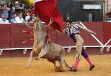 Antonio Linares anuncia una encerrona histórica en Tomelloso con seis toros de Alcurrucén