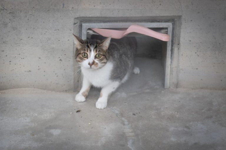 Entidades locales de C-LM podrían recibir ayudas para el control ético de colonias de gatos