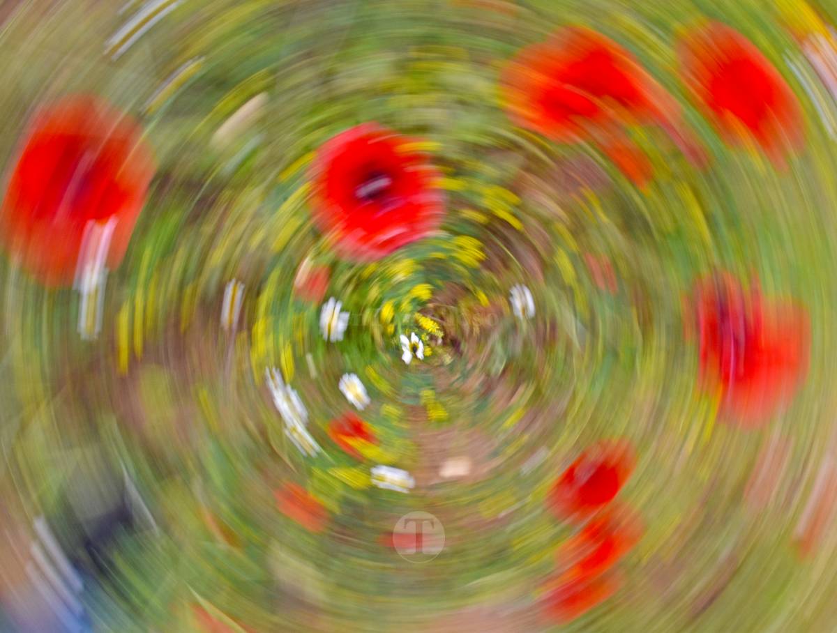 Tomelloso se tiñe de rojo: el espectáculo natural que solo dura unos días