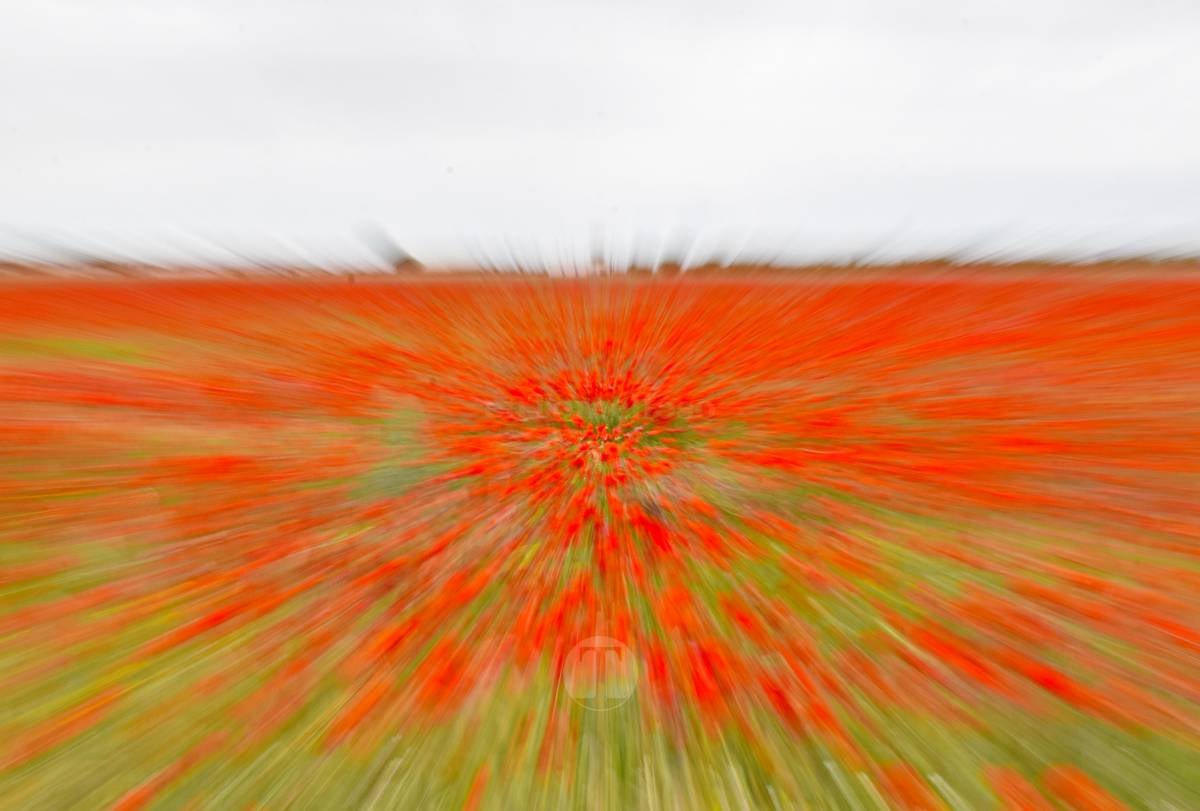 Tomelloso se tiñe de rojo: el espectáculo natural que solo dura unos días