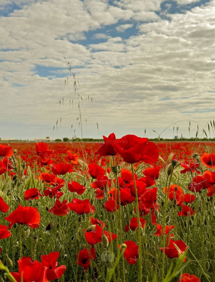 Tomelloso se tiñe de rojo: el espectáculo natural que solo dura unos días