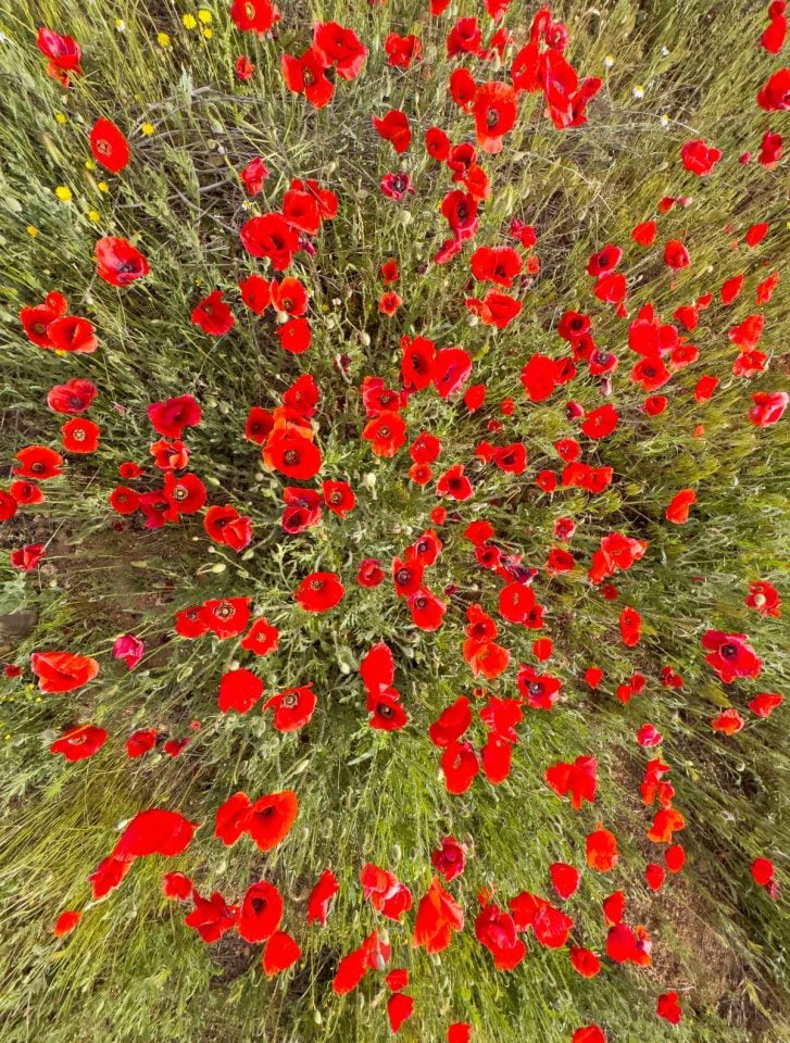 Tomelloso se tiñe de rojo: el espectáculo natural que solo dura unos días