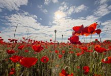 Tomelloso se tiñe de rojo: el espectáculo natural que solo dura unos días