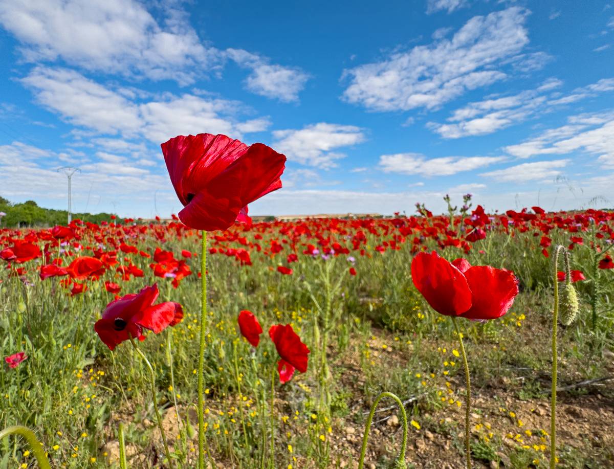 Tomelloso se tiñe de rojo: el espectáculo natural que solo dura unos días