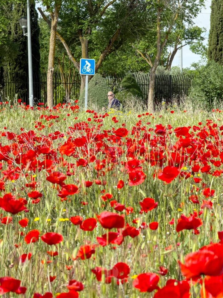 Tomelloso se tiñe de rojo: el espectáculo natural que solo dura unos días