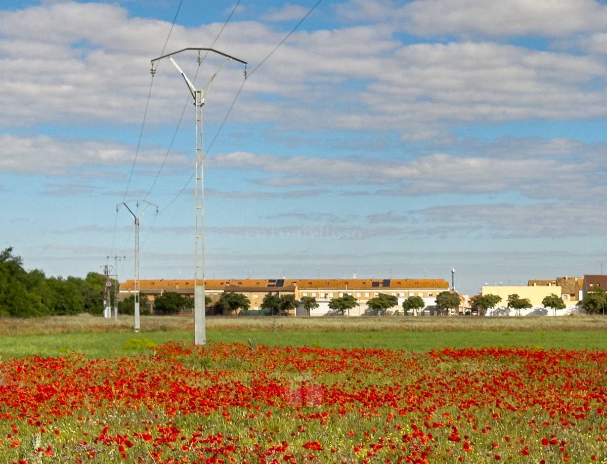 Tomelloso se tiñe de rojo: el espectáculo natural que solo dura unos días