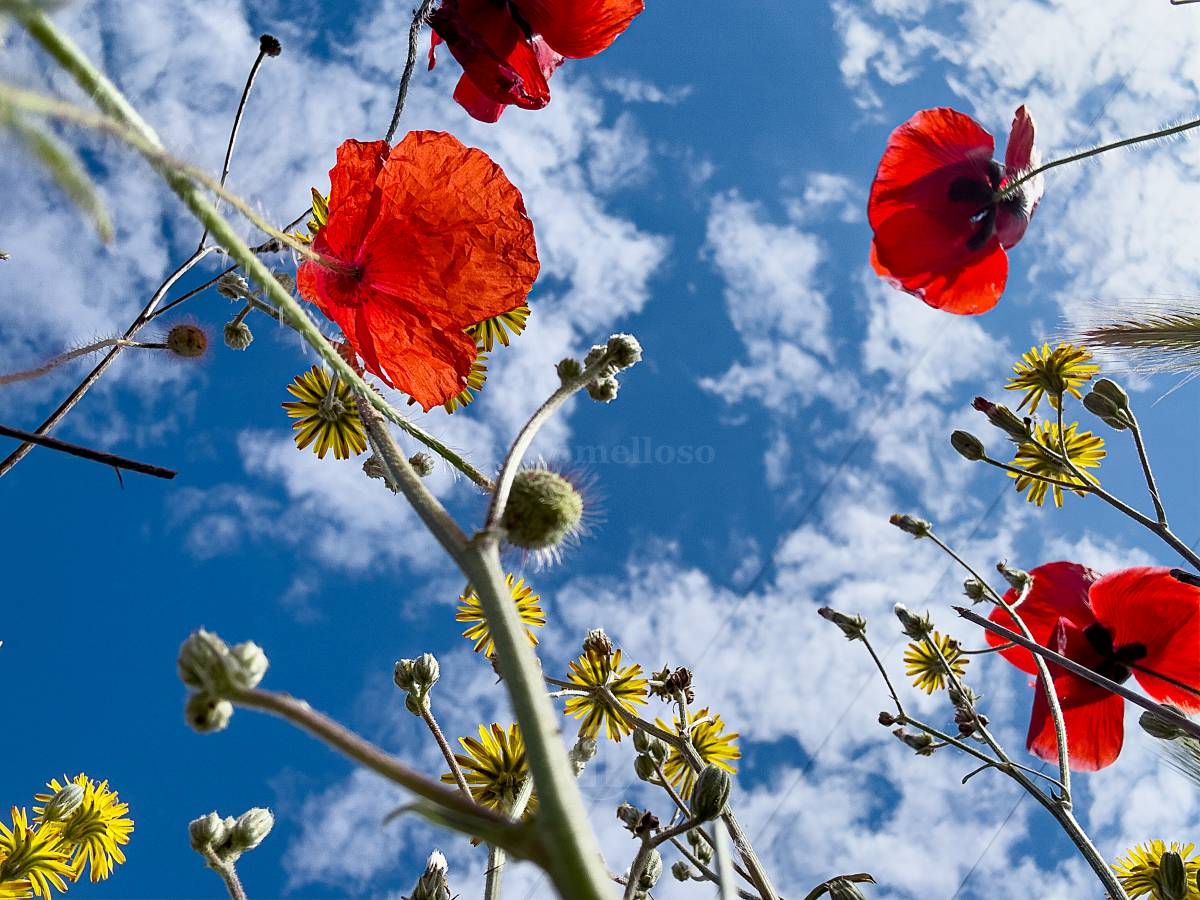Tomelloso se tiñe de rojo: el espectáculo natural que solo dura unos días