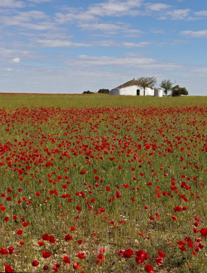 Tomelloso se tiñe de rojo: el espectáculo natural que solo dura unos días