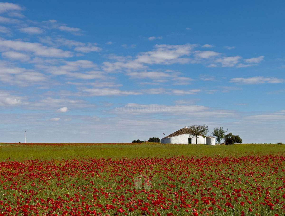 Tomelloso se tiñe de rojo: el espectáculo natural que solo dura unos días
