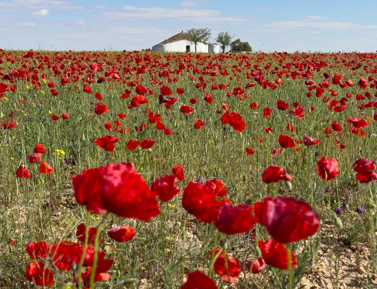Tomelloso se tiñe de rojo: el espectáculo natural que solo dura unos días