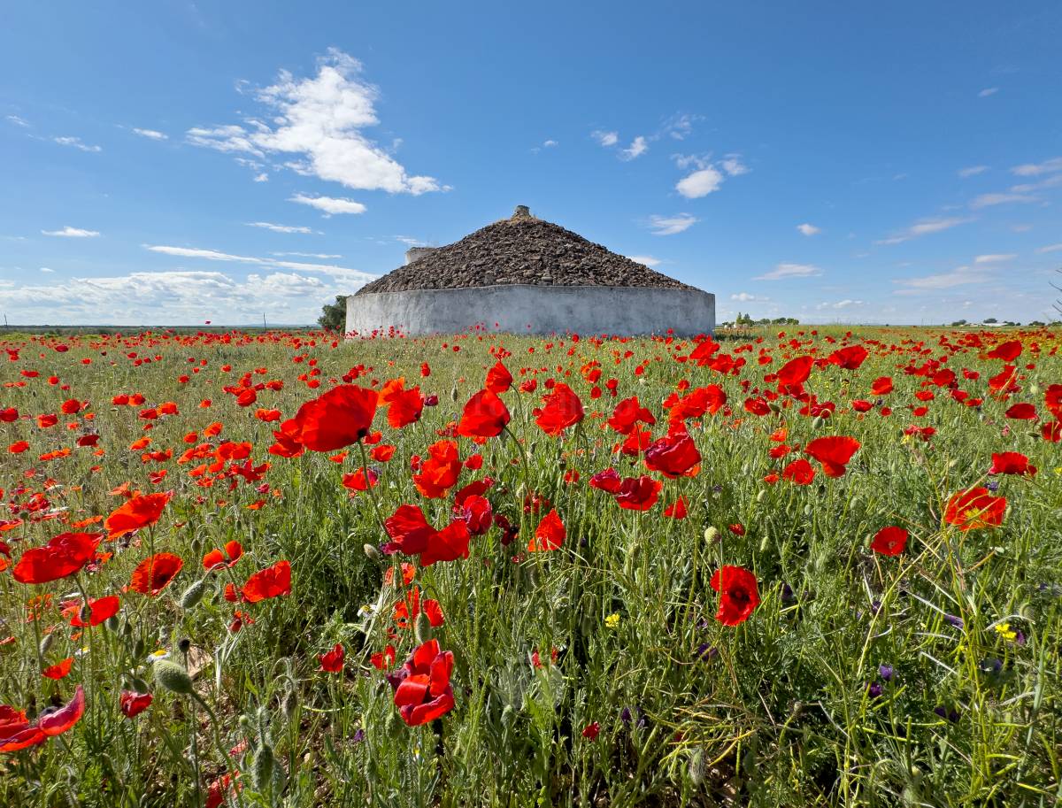 Tomelloso se tiñe de rojo: el espectáculo natural que solo dura unos días
