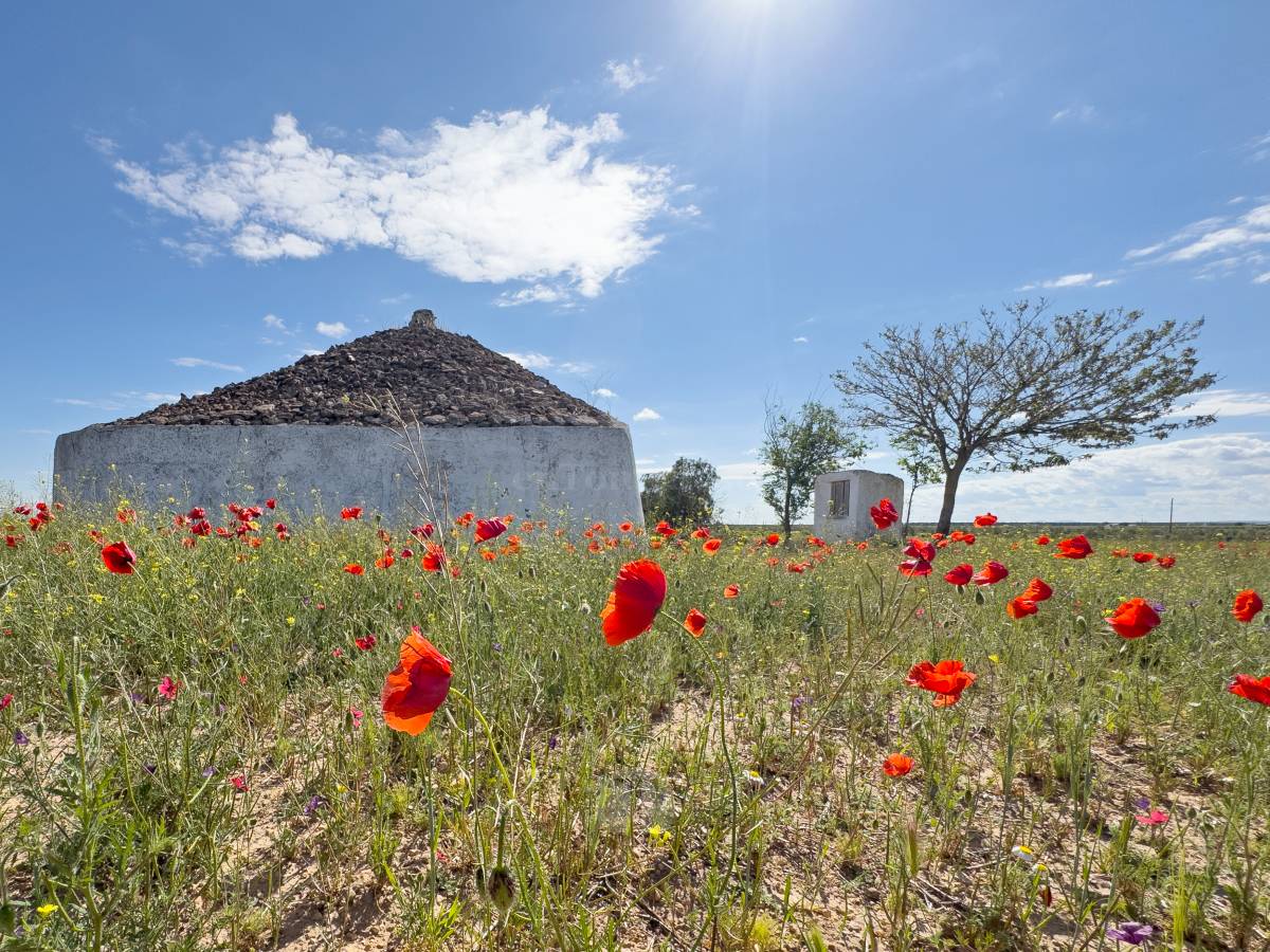 Tomelloso se tiñe de rojo: el espectáculo natural que solo dura unos días