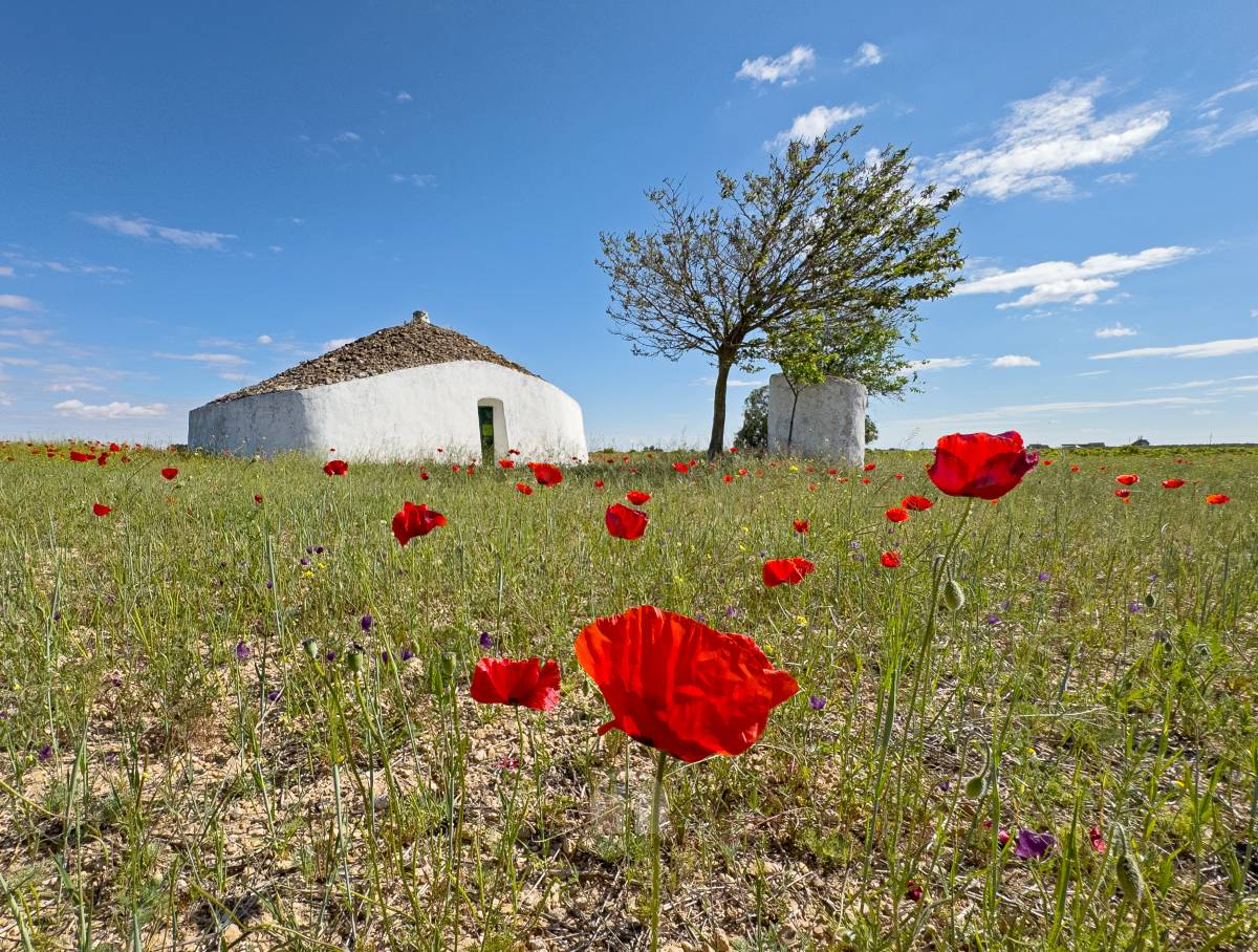Tomelloso se tiñe de rojo: el espectáculo natural que solo dura unos días