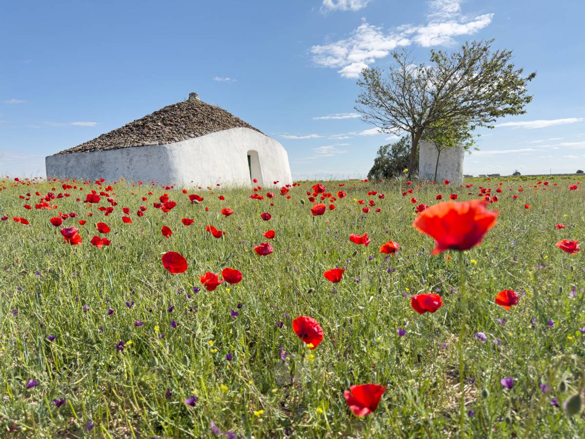 Tomelloso se tiñe de rojo: el espectáculo natural que solo dura unos días