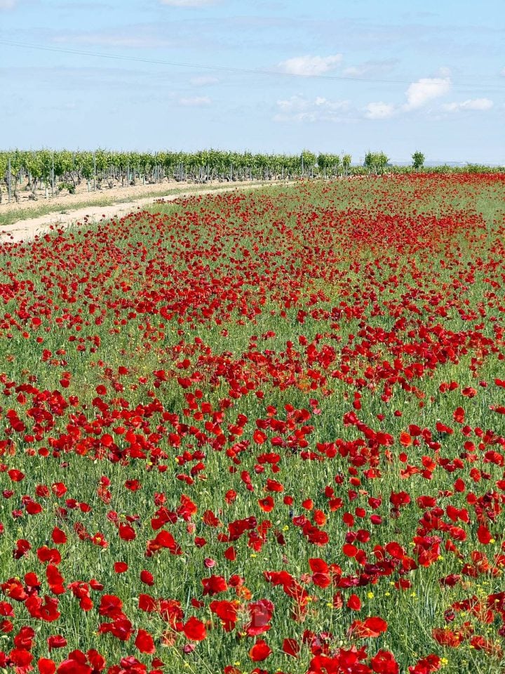 Tomelloso se tiñe de rojo: el espectáculo natural que solo dura unos días