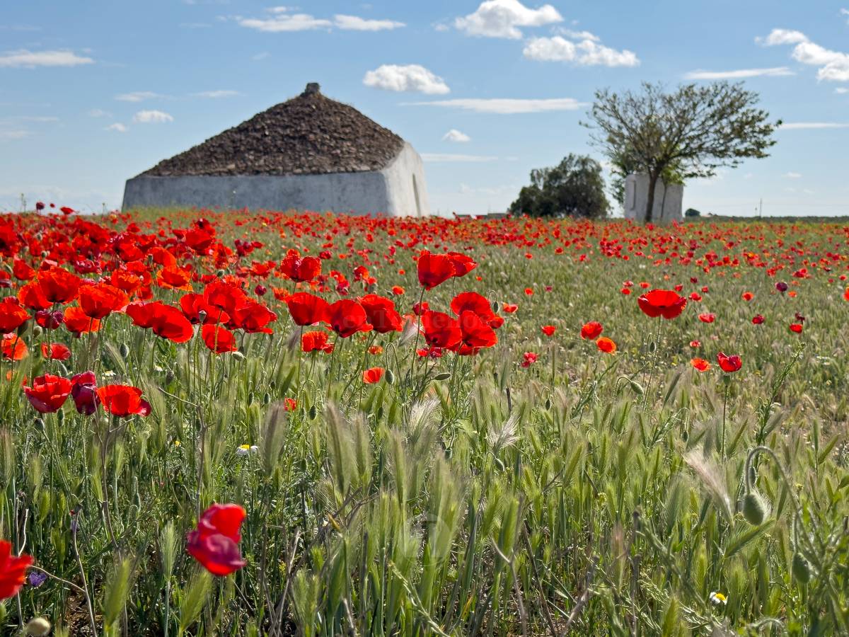 Tomelloso se tiñe de rojo: el espectáculo natural que solo dura unos días