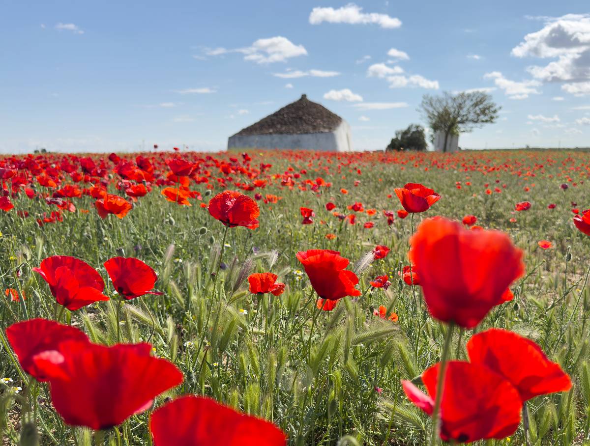 Tomelloso se tiñe de rojo: el espectáculo natural que solo dura unos días
