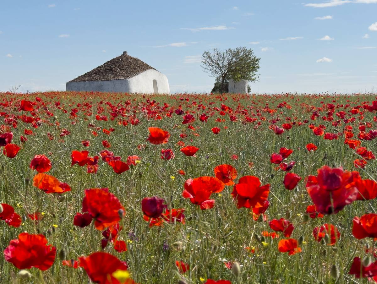Tomelloso se tiñe de rojo: el espectáculo natural que solo dura unos días
