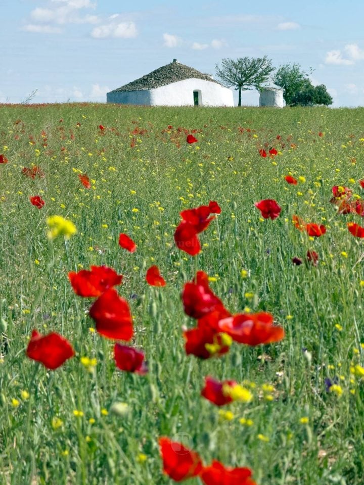 Tomelloso se tiñe de rojo: el espectáculo natural que solo dura unos días